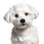 Breed description of a Maltese dog, small white dog with slightly curly coat