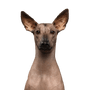 Mammal,Vertebrate,Dog,Canidae,Dog breed,Mexican hairless dog,Peruvian hairless dog,Carnivore,American hairless terrier,Snout,