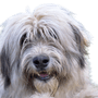 romanian dog breed, dog from romania, shepherd dog, longhaired big dog, big dog breed