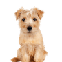 small brown dog with medium length coat, small red dog, Norfolk Terrier