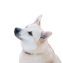 norwegian dog breed, boo dog, norwegian boo dog, white dog with thick fur