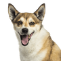 Norwegian Lundehund temperament breed description