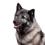 Norwegian Elkhound grey, grey dog, dog breed from Norway, spitz dog grey, Scandinavian dog breed, medium sized dog with very long coat, dense fur and curled tail, dog with prick ears, running dog and working dog, stubborn dog breed