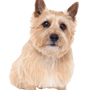 Breed description of Norwich Terrier which looks very similar to Norfolk Terrier, dog with prick ears, temperament Norwich Terrier dog, dog breed small and brown, small brown dog, dog breed from Great Britain