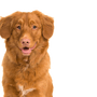 Dog,Mammal,Vertebrate,Dog breed,Canidae,Carnivore,Nova scotia duck tolling retriever,Retriever,Golden retriever,Sporting Group,