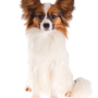 Papillon dog breed description