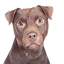 Patterdale Terrier Temperament Breed Description, Brown Medium Dog