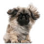 Pekinese breed description