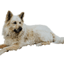 Perro Pastor Garafiano breed description and character description of the blond dog from La Palma, Canary Islands dog, dog from Spain, dog that resembles Border Collie, blond dog breed, red dog breed, dog with standing ears, dog that looks like German Shepherd, German Shepherd similar breed