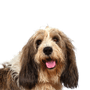 Basset Griffon Vendeen, Petit Basset Griffon Vendeen, medium sized dog breed with floppy ears, tricoloured dog breed from France, French dog for hunting, hunting dog, rough haired dog, dog with rough coat