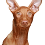 Kelb tal Fenek, Pharaoh Dog Breed Description