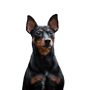 Breed description of Pinscher, Austrian Pinscher, German Pinscher, small German dog breed, dog similar to Doberman, black and brown dog breed with prick ears and short coat, calf biting dog