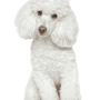 Poodle breed description 1234