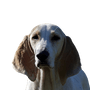 Porcelaine dog from France, red and white dog, slender breed, French dog, big hunting dog, dog with very long floppy ears, Chien de Franche-Comté, white dog breed big, breed description