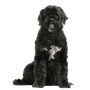 Portuguese Water Dog breed description, black and white dog with curls