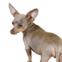 Prager Rattler Dog Breed Description