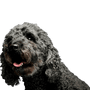 Pumi dog from Hungary, breed description