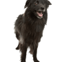 Pyrenean shepherd dog standing