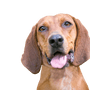 Redbone Coonhound breed description, dog with floppy ears, brown red dog breed from America, not recognized dog breed with big ears, big hunting dog, dog similar to Magyar Vizsla, dog similar to Foxhound, red breed