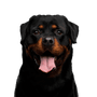 Dog,Mammal,Vertebrate,Canidae,Dog breed,Rottweiler,Carnivore,Snout,Molosser,Working dog,