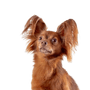 Russkiy Toy red brown, small dog breed from Russia, Russian dog breed, Terrier, Russian Toy Terrier, hanging ears with long fur, dog similar to Chihuahua