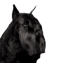 Vertebrate,Mammal,Scottish terrier,Dog breed,Dog,Canidae,Giant schnauzer,Carnivore,Snout,Terrier,