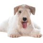 Sealyham Terrier breed description, city dog, small beginner dog white with wavy coat, triangle ears, dog with lots of hair on muzzle, family dog, dog breed from Wales, dog breed from England, British dog breed