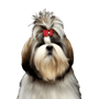 Dog,Mammal,Vertebrate,Canidae,Dog breed,Shih tzu,Chinese imperial dog,Löwchen,Companion dog,Carnivore,