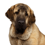 Dog,Mammal,Vertebrate,Dog breed,Canidae,Carnivore,English mastiff,Giant dog breed,American mastiff,Snout,