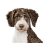 Breed description Spanish Water Dog