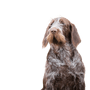 Spinone Italiano young dog, Italian rough haired pointing dog, dog with rough coat, wire haired coat, medium length coat, brown grey dog from Italian, Italian dog breed, dog similar to German Wirehaired, Italian Pointer