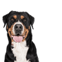 Large Swiss Mountain Dog, farm dog, family dog, large dog breed with triangular ears, dog with three colors, dog similar to Doberman but not a list dog, largest dog in the world, heavy dog breed, dog breed over 50 kg, mountain dog, dog breed from Switzerland