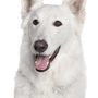 Swiss white shepherd dog breed description