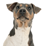 Terrier Brasileiro breed description