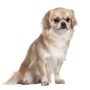 Tibetan Spaniel breed description and temperament