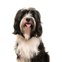 Tibetan Terrier breed description