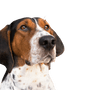 Treeing Walker Coonhound head, tricolored dog breed from America, American hunting dog for hunting raccoons and opposums, dog with long floppy ears, spotted dog breed, large dog
