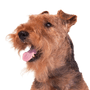 Welsh Terrier breed description, temperament and character of the Terrier from Wales, dog breed from England, dog from Wales, brown dog similar to Fox Terrier