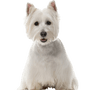 West Highland White Terrier character description and more, small white dog with STehohren from Scotland