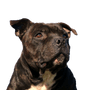 Staffordshire Bull Terrier de raza pura marrón