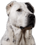Retrato de cerca Perro pastor de Asia Central mirando de lado sobre fondo gris