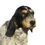 Retrato de un perro Grifón de Gascuña azul