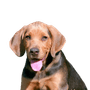 Cachorro polaco en el jardín de primavera