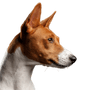 perro, basenji, mamífero, vertebrado, canidae, raza de perro, carnívoro, perro ibicenco, podenco canario, bozal