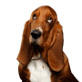 Perro, mamífero, vertebrado, Canidae, Basset Hound se parece al Beagle, raza de perro con orejas caídas muy largas, carnívoro, Basset Artésien Normand parte superior del cuerpo, Sabueso Suizo, hocico, perro pequeño y marrón, perro de caza