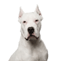 Perro, Mamífero, Vertebrado, Cánido, Raza de perro, Dogo Argentino blanco con nariz negra y orejas picudas amputadas, Perro de pelea cordobés, carnívoro, raza parecida al terrier blanco inglés, mastín argentino, perro de pelea, raza de perro agresivo