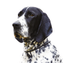 Descripción de la raza Braque d`Auvergne, temperamento y apariencia del perro de muestra francés, perro de caza blanco y negro, raza de perro de caza de Francia