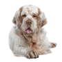 Descripción de la raza Clumber Spaniel, perro macizo, perro de caza de Gran Bretaña, raza de perro inglés, perro cobrador, perro blanco, raza spaniel