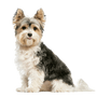 Descripción de la raza Biewer Terrier, carácter, raza de perro pequeño para personas mayores, perro para personas mayores, raza pequeña, raza hipoalergénica