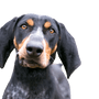 Descripción de la raza Bluetick Coonhound